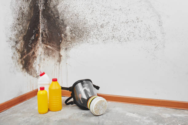 Best Affordable Mold Removal  in Kendall Park, NJ