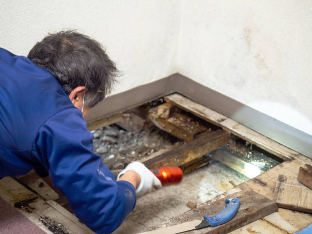 Best Certified Mold Removal  in Kendall Park, NJ