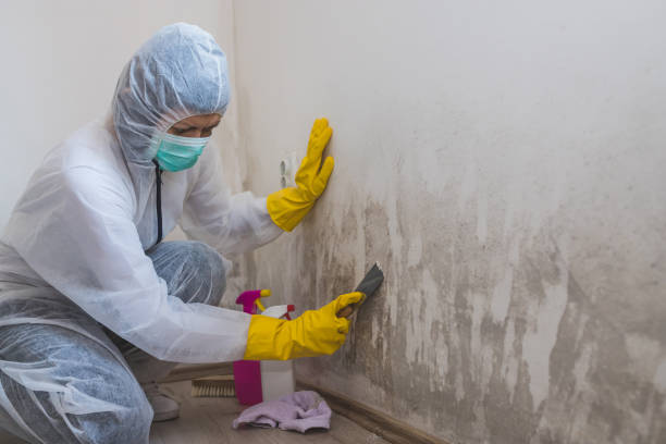 Best Mold Cleaning Services  in Kendall Park, NJ