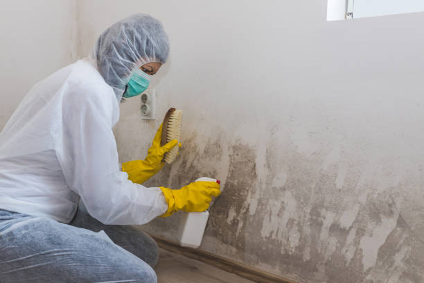Best Emergency Mold Removal  in Kendall Park, NJ