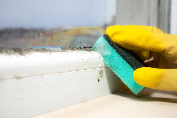 Best Toxic Mold Removal  in Kendall Park, NJ