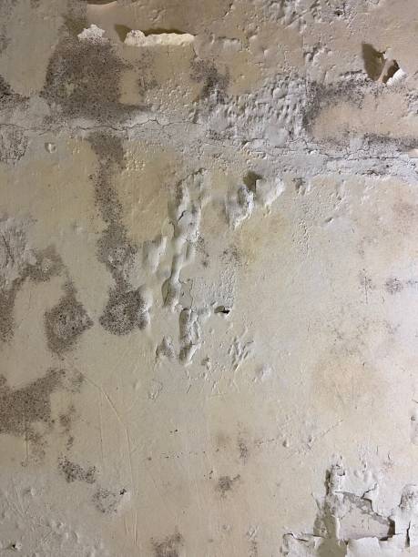 Trusted Kendall Park, NJ Mold Removal Experts
