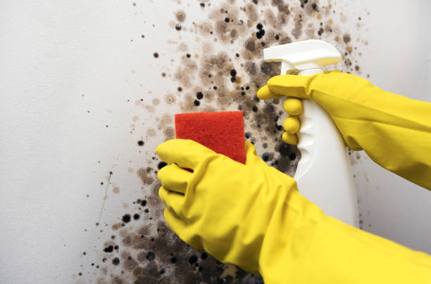 Mold Removal Process in Kendall Park, NJ