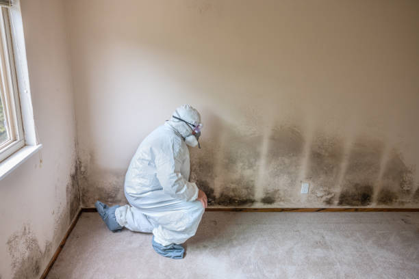 Best Local Mold Removal Service  in Kendall Park, NJ