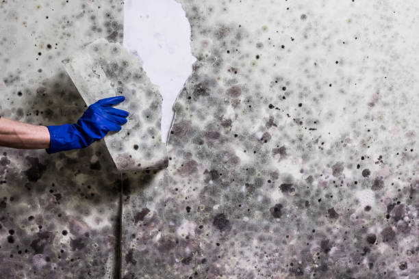 Best Same-Day Mold Removal  in Kendall Park, NJ