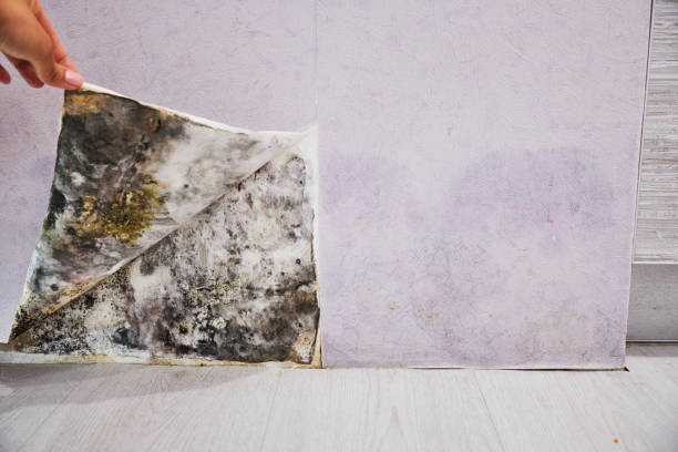 Best Attic Mold Removal  in Kendall Park, NJ